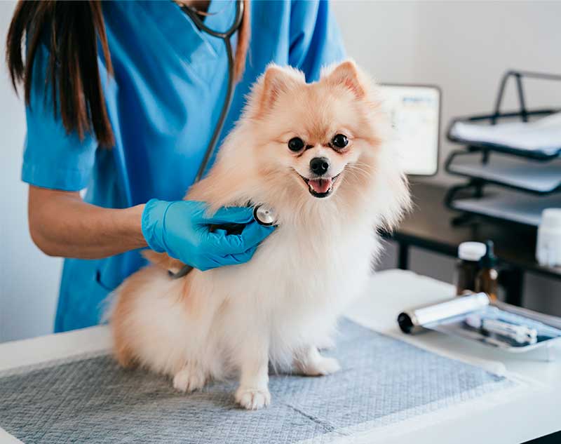 Emergency best sale vet services